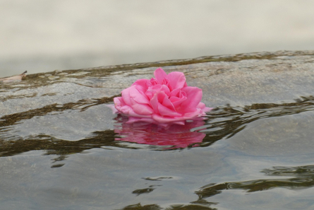 Eine rosa Blüte treibt im Wasser. Eine rosa Blüte treibt im Wasser.